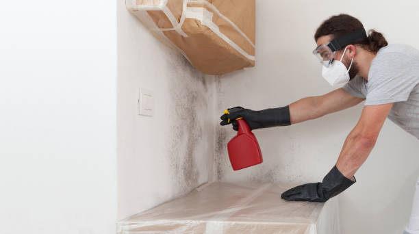 Professional Basement Mold Removal technician working in Paris, TX
