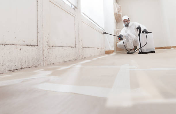 24/7 Emergency Basement Mold Removal experts in Paris, TX