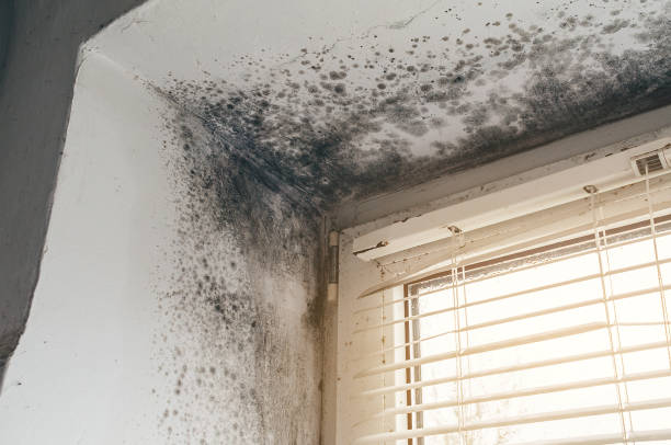 Affordable Basement Mold Removal solutions in Paris, TX