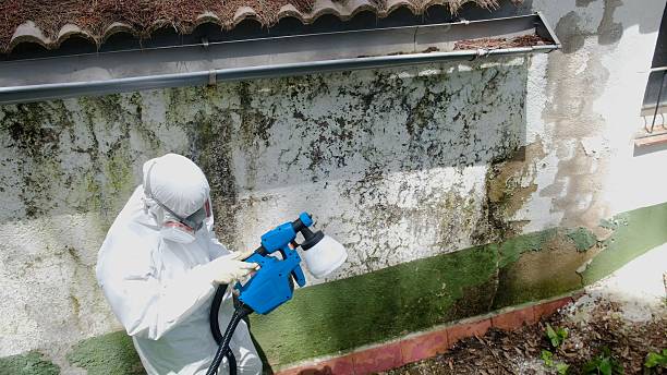 Top rated local Basement Mold Removal specialists in Paris, TX